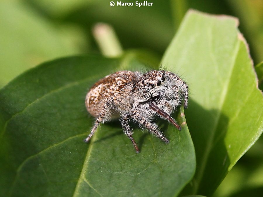 Giovane femmina di P. Chrysops ?